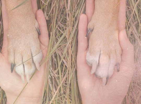 Dein Hund spricht mit dir & ich helfe dir zuzuhören.