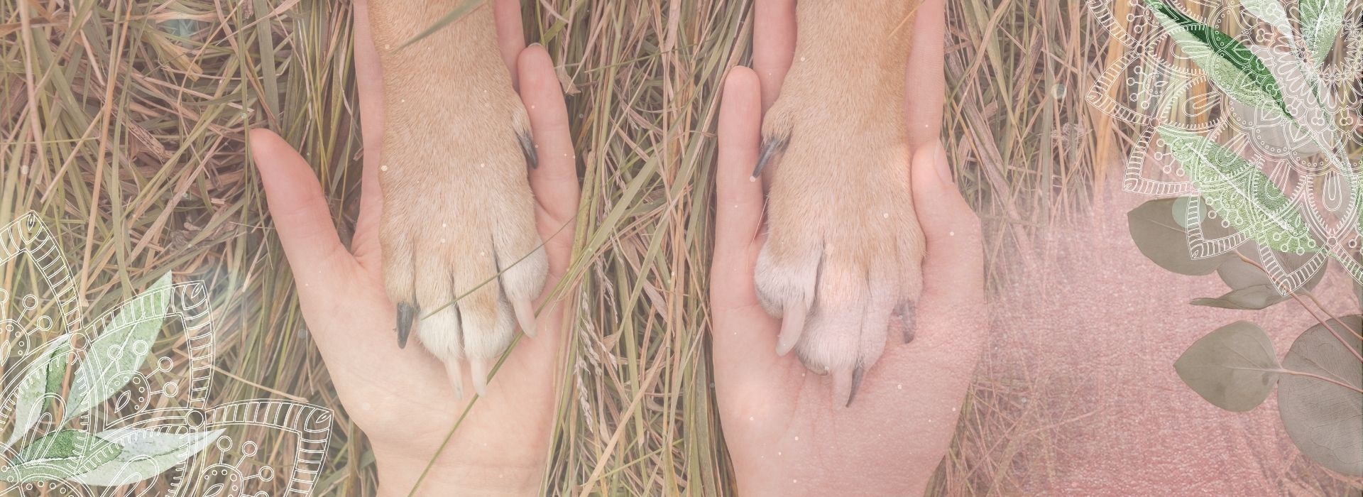 Dein Hund spricht mit dir & ich helfe dir zuzuhören.