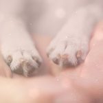 Dein Hund spricht mit dir: Bist du bereit zuzuhören?