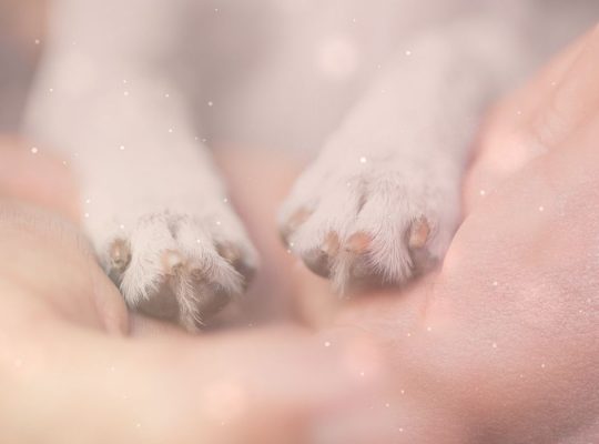 Dein Hund spricht mit dir & ich helfe dir zuzuhören.