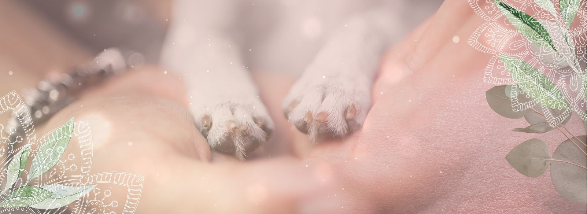 Dein Hund spricht mit dir & ich helfe dir zuzuhören.