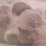 Warum ich den Menschen coache, nicht den Hund