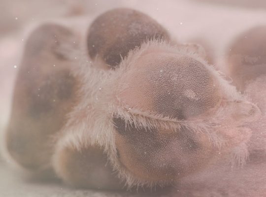Dein Hund spricht mit dir & ich helfe dir zuzuhören.