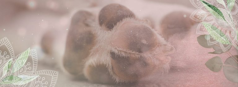 Dein Hund spricht mit dir & ich helfe dir zuzuhören.