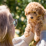 Dein Hund spricht mit dir: Bist du bereit zuzuhören?